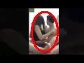 Download Lagu Bigo Live 2017- Nenen Susu Sama Pacar