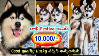 81432 26849 Good quality Husky Puppies for sale in telugu Aj pets