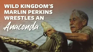 Marlin Perkins Wrestles an Anaconda Classic Snake Mutual of Omaha s Wild Kingdom