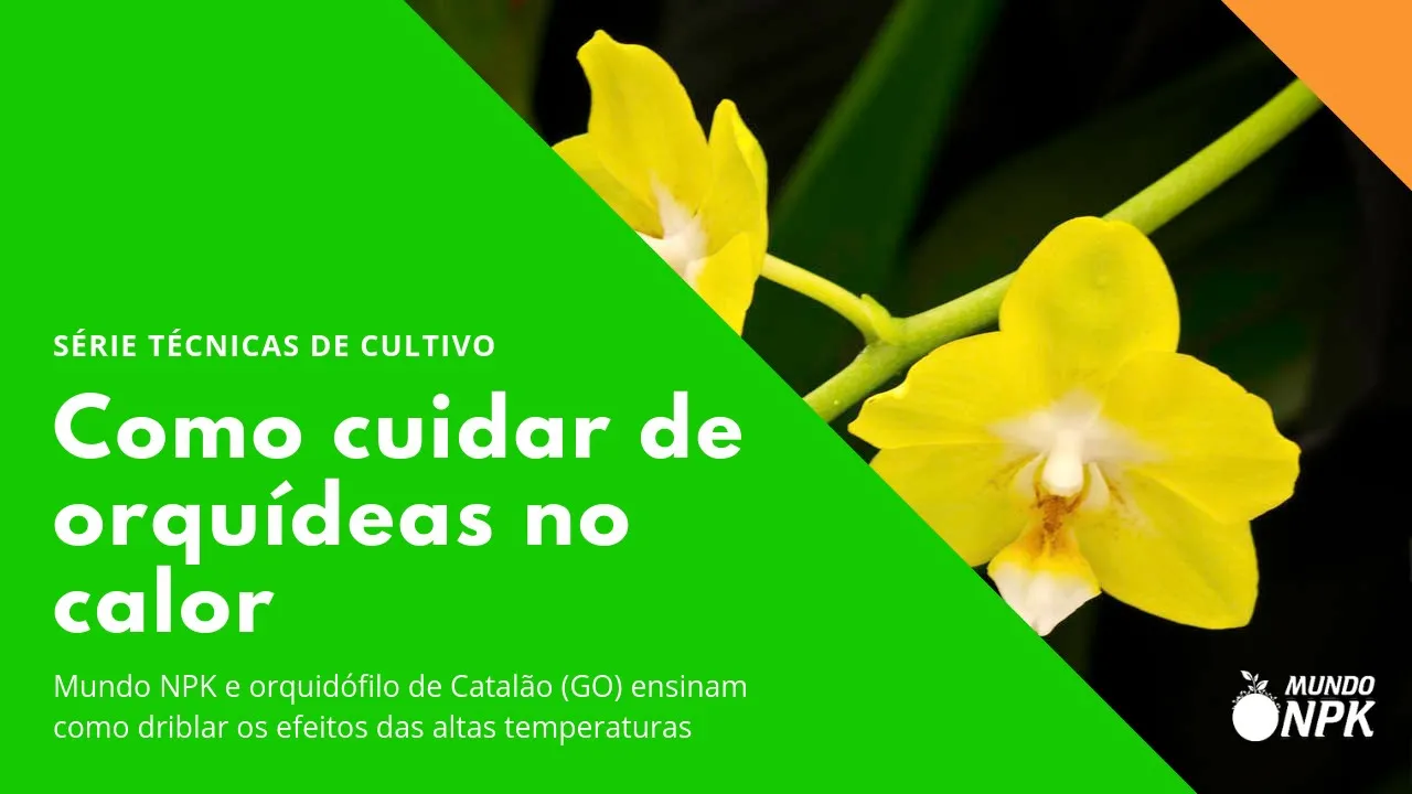 COMO CUIDAR DE ORQUÍDEAS NO CALOR