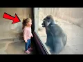 Lagu Gorilla Won't Stop Staring at Little Girl — What Happens Next Shocks Everyone | animal stories