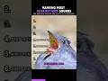 Lagu Most Scariest Bird Sounds #shorts #birds