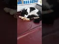 Download Lagu ayo bangun sudah siang❗🐈#shortskucingviral