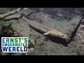 Lagu De AAL, oftewel de PALING, wereldreiziger in de polder #20 Ernst's OnderWaterWereld
