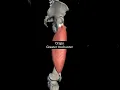 vastus lateralis muscle with origin insertion Nerve supply actions lowerlimb anatomy mbbs 1st year