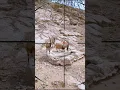 Download Lagu mountain goat hunting | caccia alla capra di montagna | chasse à la chèvre de montagne