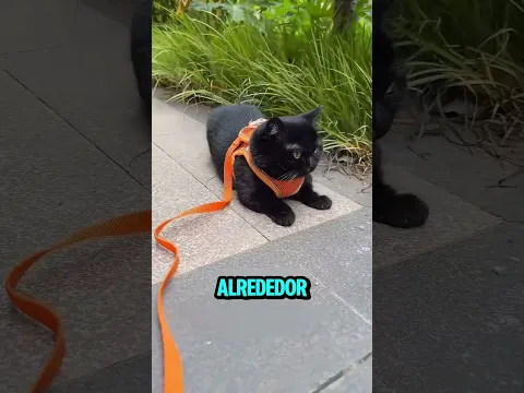 El gato negro de la suerte 🐈‍⬛💰 #youtubeshorts