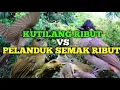 Download Lagu Suara pikat kutilang ribut kombinasi burung pelanduk semak ribut dengan jedaan suara burung kejepit
