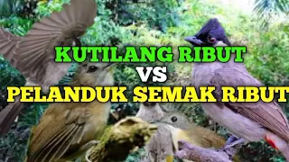 Download Suara pikat kutilang ribut kombinasi burung pelanduk semak ribut dengan jedaan suara burung kejepit MP3