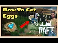 How to Get Eggs in Raft Beginner Guide