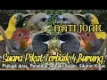 Download Lagu SUARA PIKAT BURUNG  PELANDUK SEMAK. PRENJAK. SOGON. SIKATAN KIPAS. AMPUH..