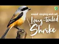 Nyanyian, Suara, Panggilan, Kicauan, Melodi Burung Shrike Ekor Panjang