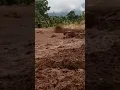 Download Lagu Detik-Detik Galodo Di Bukit Lintang Malampah Kabupaten Pasaman Pasca Gempa 6,2 SR #shorts