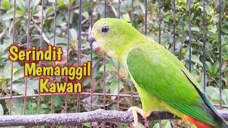 suara khas alam liar serindit memanggil mencari kawan