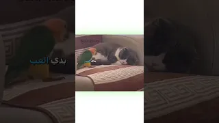 أفضل دوبلاج للحيوانات 2 دبلجة مضحكة ضحك اكسبلور السعودية My Kingo كوميديا دوبلاج Funny 