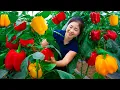 Download Lagu Panen Paprika, Jual di Pasar, Memasak \u0026 Kehidupan Sehari-hari | Panen Ánh Vy