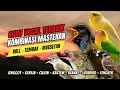 Download Lagu Langsung Moncer Menyala !!! Masteran Kombinasi Tembakan Kasar Untuk Semua Jenis Burung