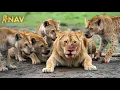 Download Lagu Apex Predators of Africa - Who is the REAL King of the Jungle?