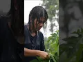 Download Lagu Tetap Panen di Tengah Hujan Deras 🌧️🌿 | Perempuan Tangguh Desa #shorts | #perempuandesa | #shorts