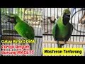 Download Lagu Download Suara Masteran Cucak Ijo Bongkar Isian Terbaru