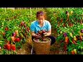 Lagu Harvesting a Garden Of Bell Peppers And Tomatoes To Sell at The Market, Cooking at The Peaceful Farm