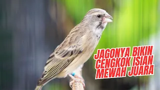 blackthroat gacor suara jernih untuk masteran kenari bahan calon juara