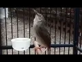 Download Lagu Ciblek GUNUNG TEMBAKAN PANJANG ISIAN CILILIN//UNTUK MASTERAN BURUNG LAINNYA