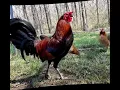 Leiper hatch gamefowl breed