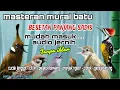 Download Lagu Masteran Murai Batu Full Isian Tembakan Materi Audio Jernih I Tanpa Iklan