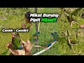 Download Lagu MIKAT BURUNG PIPIT HIJAU, CANTIK² || BURUAN SEPI, MIKAT JADI SOLUSI😁