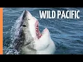 Lagu Wild Pacific - The Beauty of Life | Full Documentary