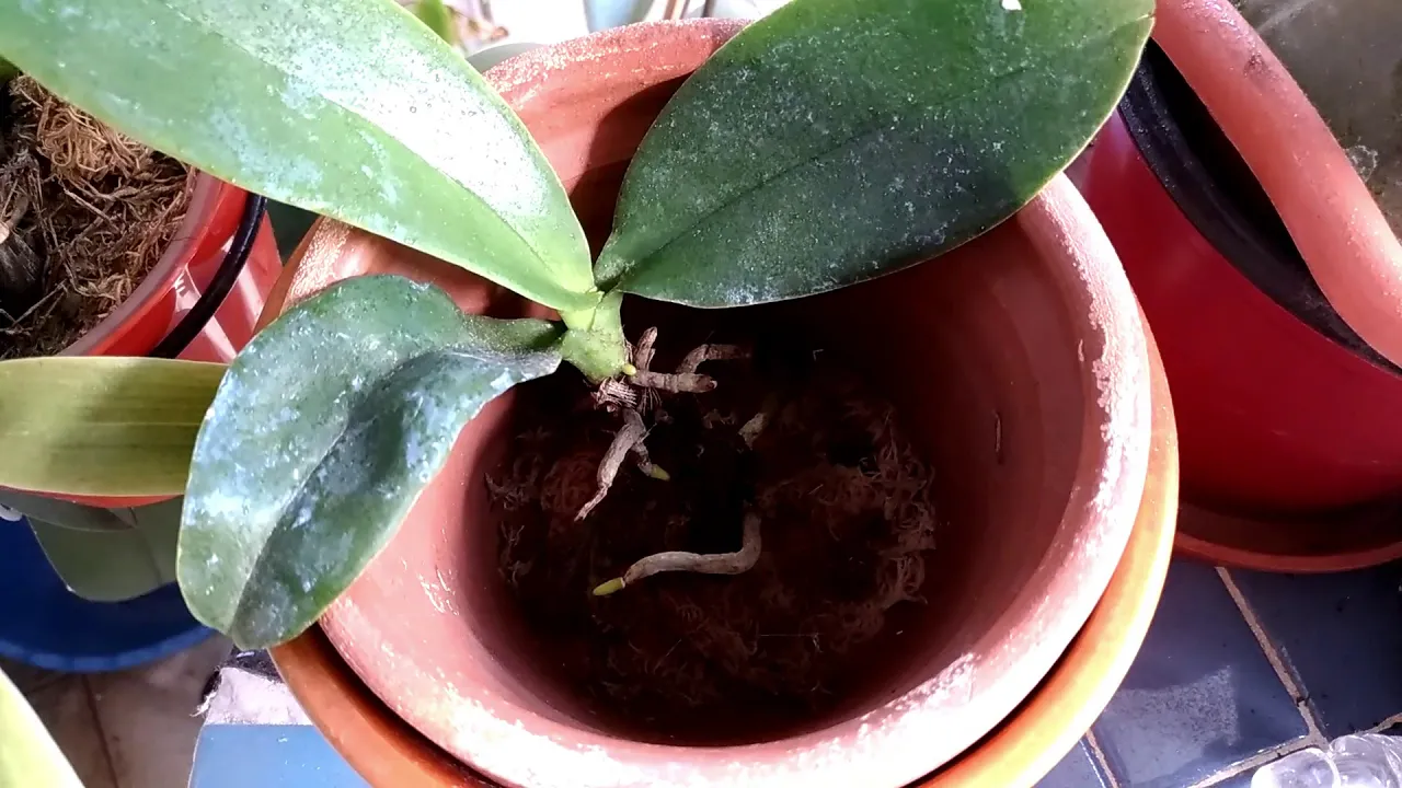 TÉCNICA PARA RECUPERAÇÃO DE ORQUÍDEAS