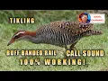 Download Lagu Tunog ng tikling / Buff banded rail / ( Ideal Channel mix vlog )