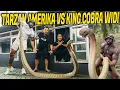 Lagu TARZAN AMERIKA COBA TAKLUKAN KING COBRA TERBESAR DI BLACKHOUSE
