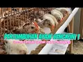 Lagu AYAM SENGKUNI 1 - CARA MENAMBAH NAFSU MAKAN AYAM