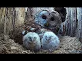 Download Lagu Burung Hantu Tawny Liar Mengadopsi 6 Anak Burung Hantu Yatim Piatu | Kisah Lengkap | Luna \u0026 Bombe...