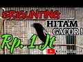 Download Lagu Srigunting Hitam GACOR