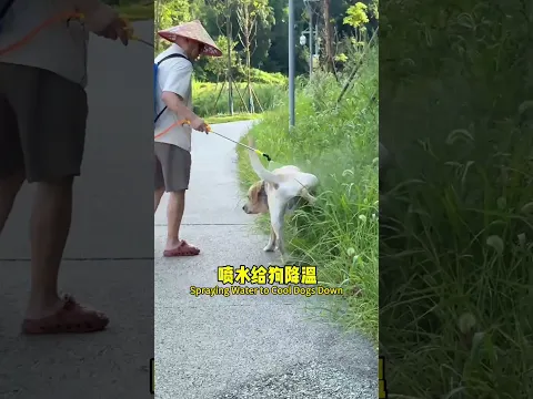 【旺仔很忙🐶wangzai is busy】当对象在网上刷到夏天遛狗防中暑神器When I saw a "must-have" for heatstroke while walking dogs