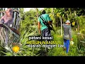 Download Lagu Pemburu !! Tenbak habisi hama monyet yang perugi petani