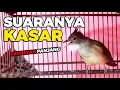 Download Lagu MASTERAN CUCAK JENGGOT GACOR SUARA KASAR