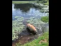 Labrador Golden Retriever Funny Weird Noise Choking Choke Meme Swamp Lake