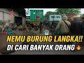 REZEKI DI AKHIR TAHUN ‼️ NEMU BURUNG LANGKA DI PASAR \u0026 DICARI BANYAK ORANG!