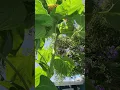 Download Lagu De hoogste zonnebloem van meer dan 3,3 meter hoog!!! 🌻🌞 Geweldig! #zonnebloem #tuin