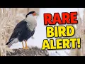 I Never Expected to See This Bird in Michigan