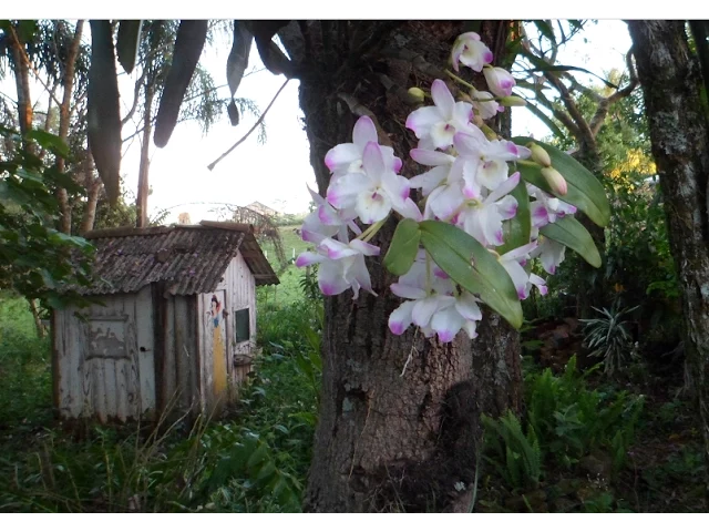 INTERIOR DO BRASIL ORQUÍDEAS