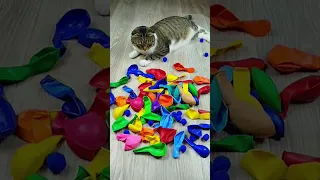 Cat Barsik Beads ❤ Marbles 🌈 Reverse video