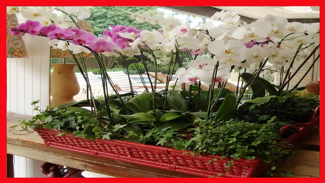 COMO CULTIVAR ORQUIDEAS COMO CUIDAR ORQUÍDEAS PHALAENOPSIS EM QUALQUER LUGAR DE SUA CASA