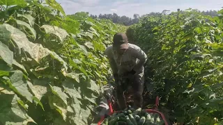 SMART FARMER HARVESTS CUCUMBERS LIKE THIS THE RESULT IS INCREDIBLY SATISFYING - Agricultural Farming