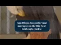 San Diego Zoo performs necropsy on bald eagle Jackie