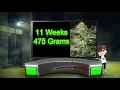 Lemon Cannabis Strains